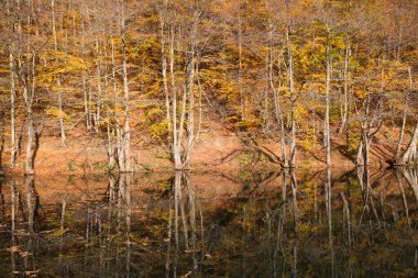 Sonbahar manzarası ve doğa arka planında bir nehir.