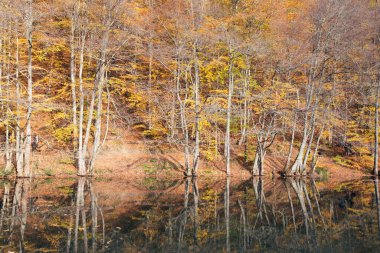 Sonbahar manzarası ve doğa arka planında bir nehir.