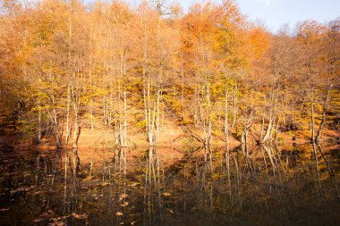 Sonbahar manzarası ve doğa arka planında bir nehir.
