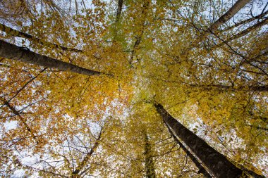 autumn trees with leaves in the forest