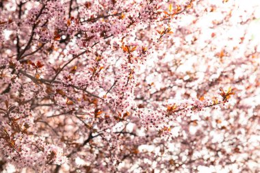 İlkbaharda doğa arka planında kiraz çiçeği açar