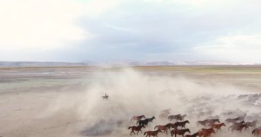 Bir at sürüsü kumlu bir arazide koşuyor. Bir at sürüsünün havadan görünüşü