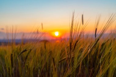 Bir buğday alanında güzel gün batımı