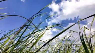 Nehir kamışları ve gökyüzü. Üzerinde açık mavi gökyüzü olan uzun bir çimen tarlası. Sahne huzurlu ve huzurlu.