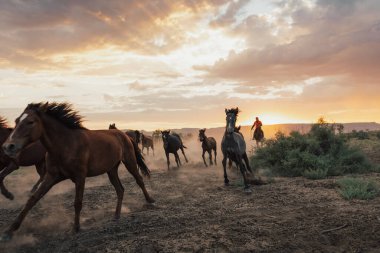 Kovboy at sırtında ve at sürüsü gün batımında