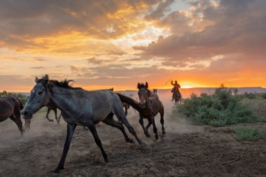 Kovboy at sırtında ve at sürüsü gün batımında