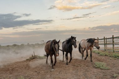 Bir grup at çölde koşuyor. Gökyüzü bulutlu ve güneş batıyor.