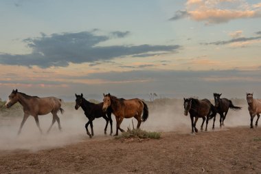 Bir grup at çölde koşuyor. Gökyüzü bulutlu ve güneş batıyor.