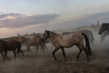 Kovboy at sırtında ve at sürüsü gün batımında