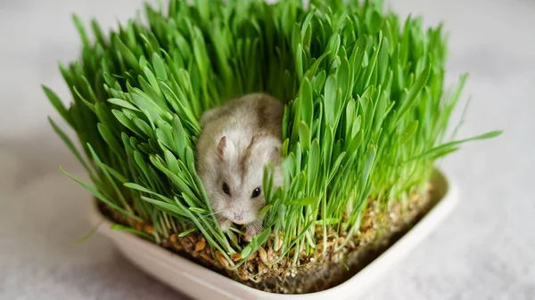 Yeşil çimenlikteki şirin Humster 'ın fotoğrafı.
