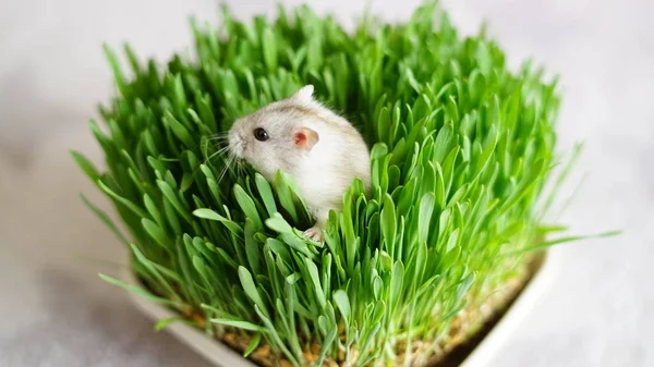 Küçük beyaz kirpi yeşil çimlerin üzerinde