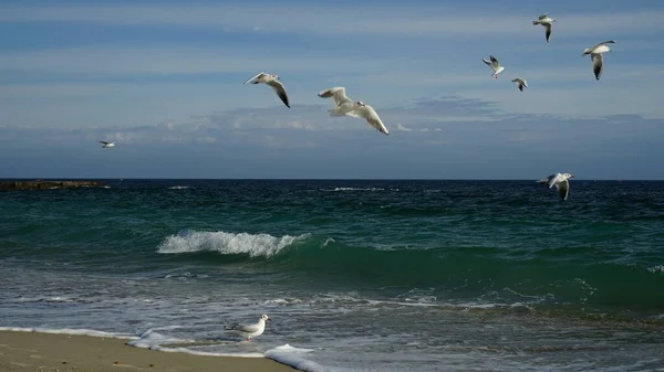 seagull on the beach, beautiful birds