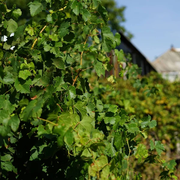 Ukrayna köyünde sihirli yeşil sarmaşık