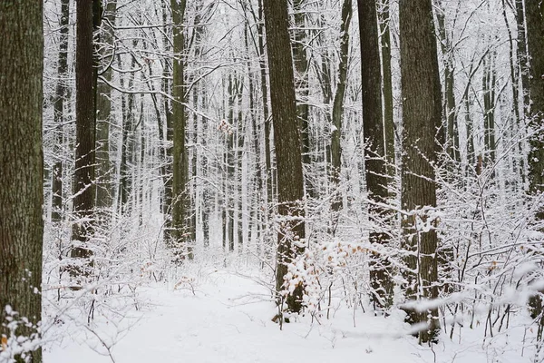 Stock image beautiful forest landscape with snowy trees, natural background