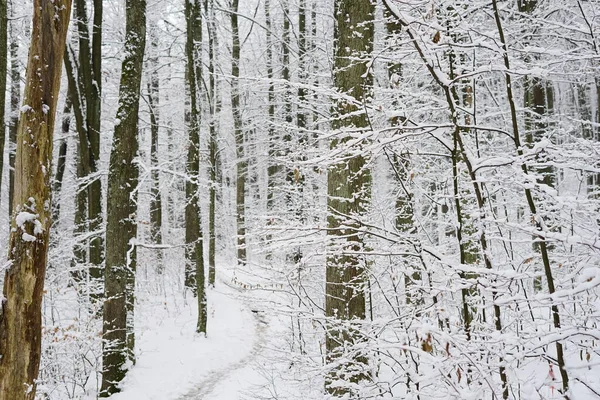 Ağaçlar ve karla kaplı kış manzarası
