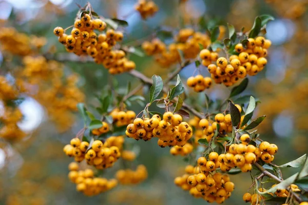 Pyracantha angustifolia 'nın güzel meyveleri