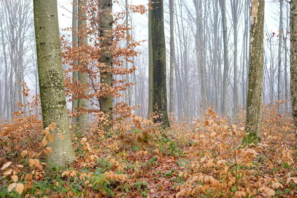 Ukrayna 'daki güzel sisli ormanın fotoğrafı 