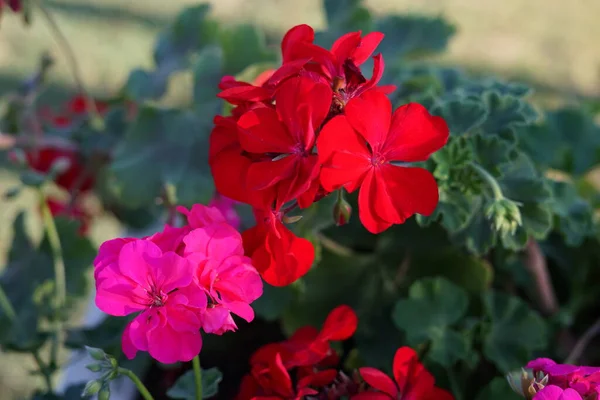 Schöne Rote Und Rosa Blüten Pelargonium Zonale Der Gurden — Stockfoto