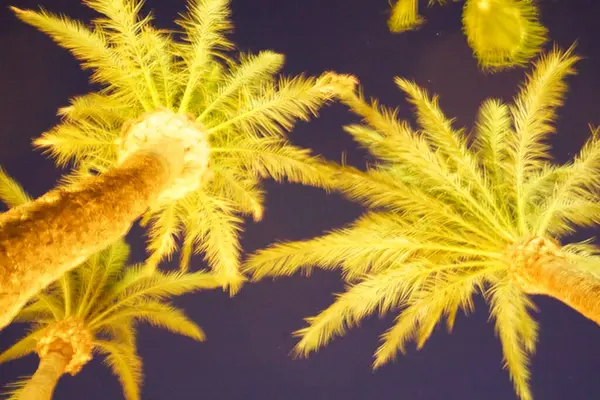 Güzel gökyüzü olan palmiye ağaçları