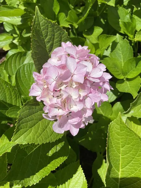 Güzel botanik fotoğrafı, doğal duvar kağıdı.
