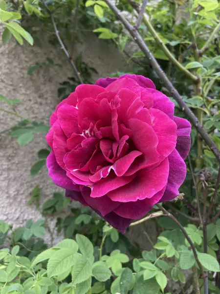 Bahçede güzel pembe bir gül