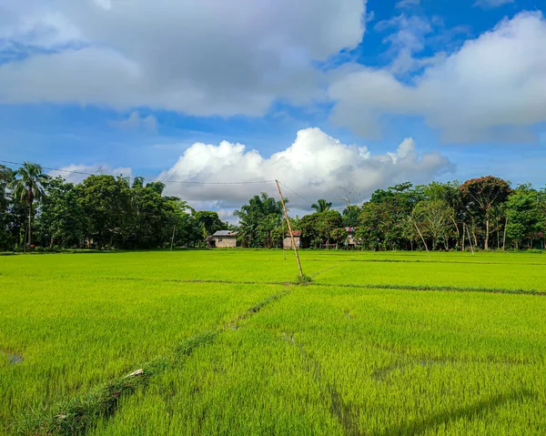 Потрясающий Зеленый Цвет Рисовом Поле Сигма Филиппины — стоковое фото