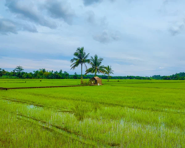菲律宾Pontevedra的巨大稻田 — 图库照片