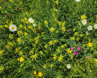 İsviçre 'de güzel çayır çiçekleri var..