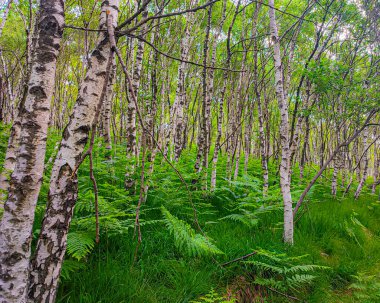 Lugano İsviçre 'nin yukarısındaki Birch Ormanı.