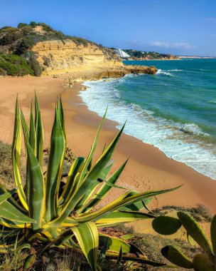 Albufeira Portekiz plajının önündeki kaktüs..