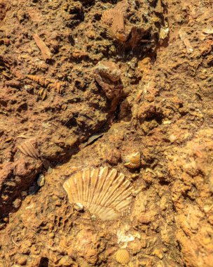 Lagoa Portekiz kıyısındaki fosiller..