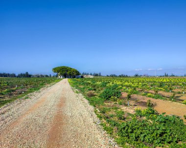 Portekiz 'de Faro kırsalında..