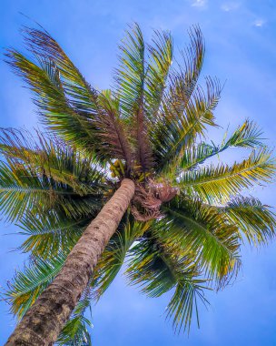 Bohol Filipinleri 'nin rahatlatıcı manzarası.