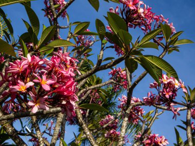 Filipinler 'deki Kordon' da Plumeria veya Frangipani.