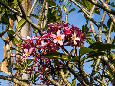 Filipinler 'deki Kordon' da Plumeria veya Frangipani.