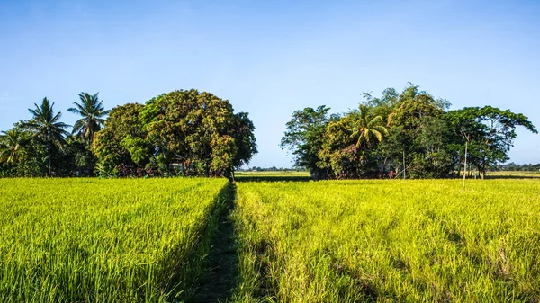 菲律宾Iloilo附近的稻田 — 图库照片