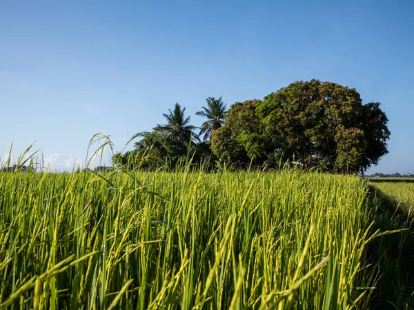菲律宾Iloilo附近的稻田 — 图库照片