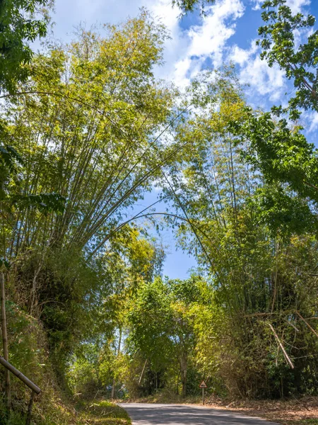 필리핀 나무와 — 스톡 사진
