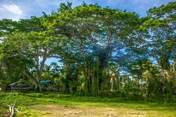 Árboles Plantas Isla Guimaras Filipinas —  Fotos de Stock