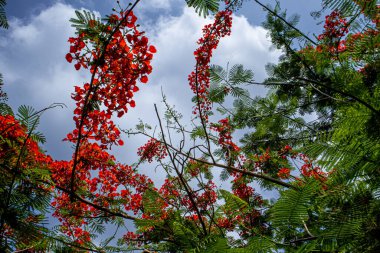 Filipinler 'deki Kordon' da güzel çiçekler..