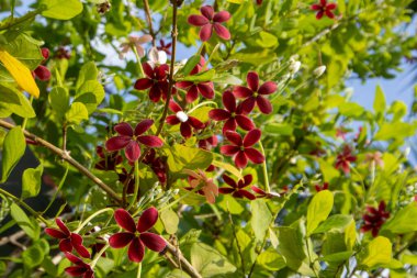 Filipinlerdeki Rangoon Sarmaşıkları.