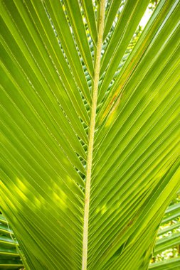 Filipinler 'deki Kordon' da palmiye yaprağı.