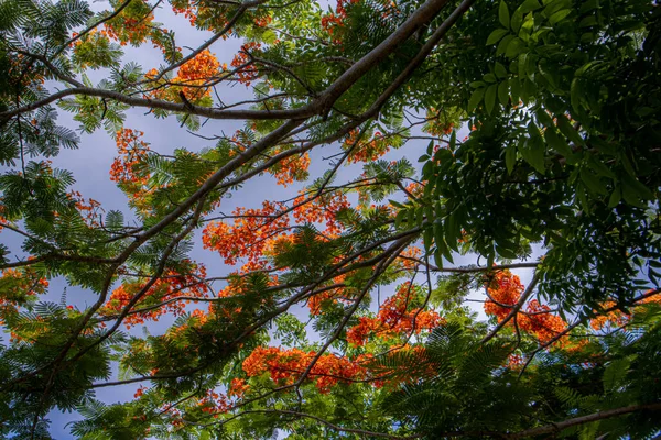 Schöne Blumen Der Esplanade Iloilo Philippinen — Stockfoto