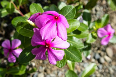 Filipinler 'deki Catharanthus gülü.