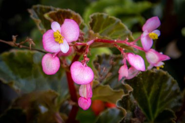 Iloilo Filipinlerinde Rosa Begonia.
