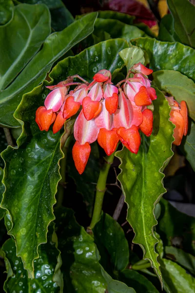 Angel wing begonia in Iloilo Philippines.