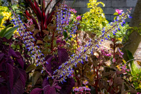 로일로 의놀라운 식물들 — 스톡 사진
