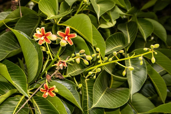 Java Olivenbaum Iloilo Philippinen — Stockfoto