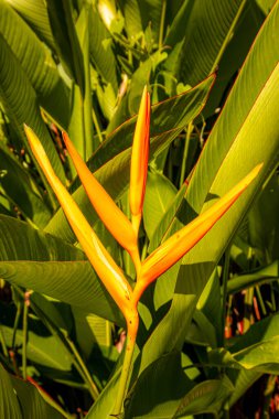 Filipinler 'deki Heliconia bitkisi.