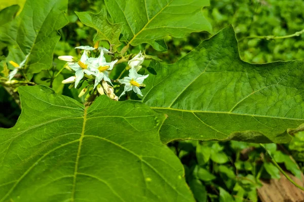 Yeşil Arka Planda Beyaz Çiçekler — Stok fotoğraf